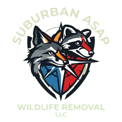 ASAP Wildlife Removal